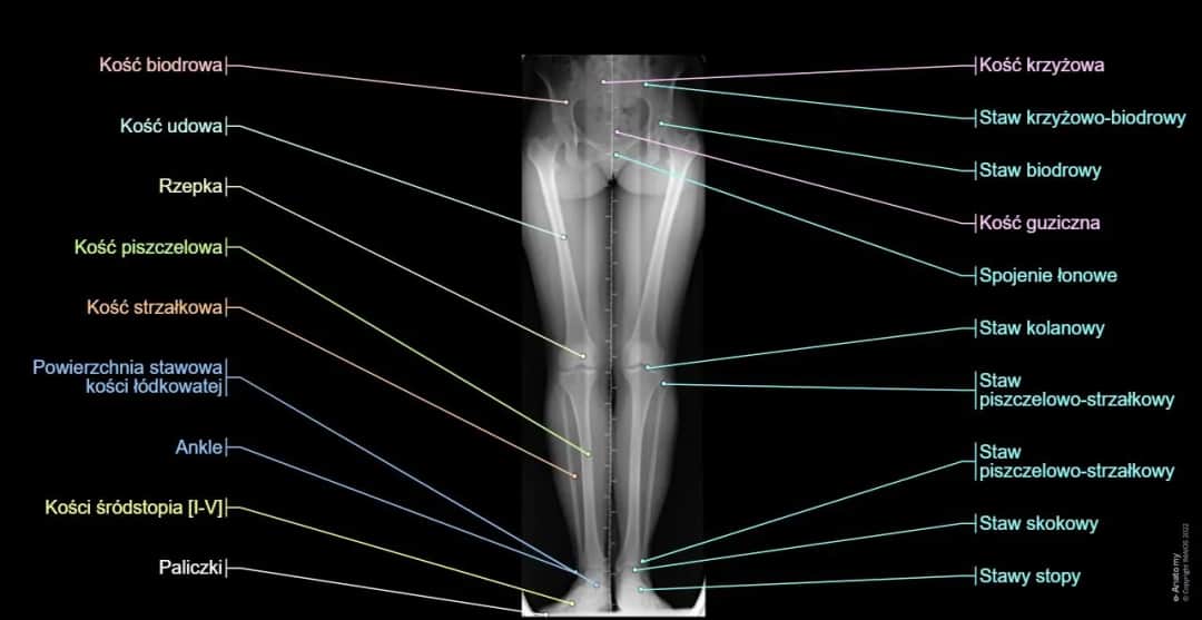 Elewacja kończyny dolnej: kluczowa technika w rehabilitacji nóg