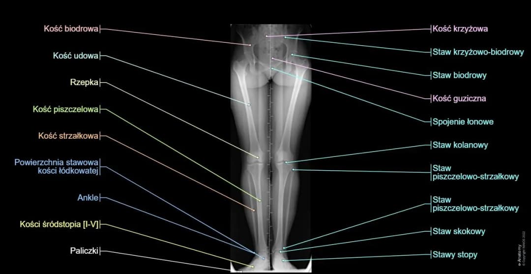 Elewacja kończyny dolnej: kluczowa technika w rehabilitacji nóg